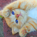 Gatitame